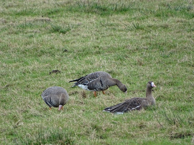 中的果断更 中的果断更